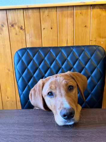 7months old Red fox labrador
