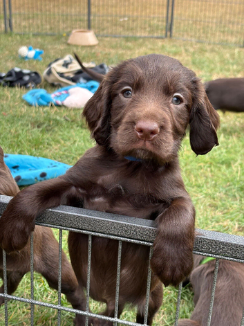Fully dna health tested Sprocker Puppies