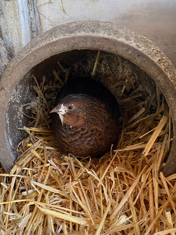 Male Celedon Quail (Blue Eggs)