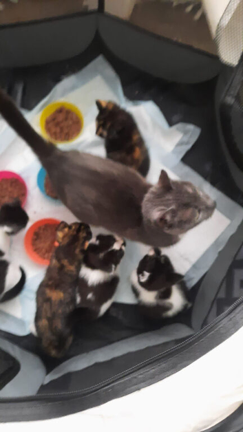 2 kittens left to go to their new families