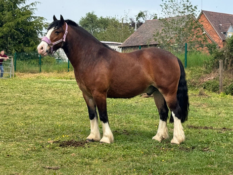STUNNING COB!