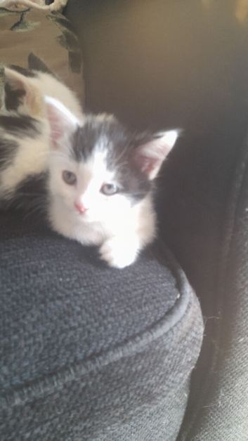 2 kittens for sale