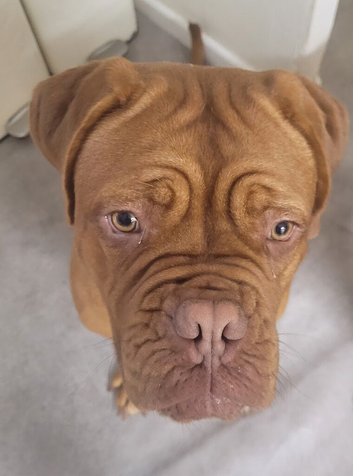 Beautiful 10 month's girl looking for her forever new home