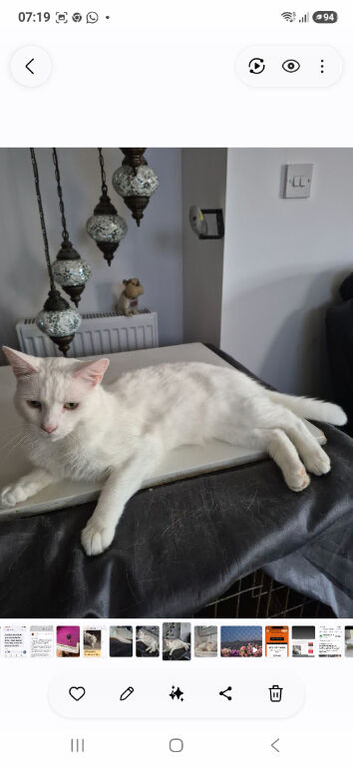 Pure white cat Still Missing from CM5 9PT