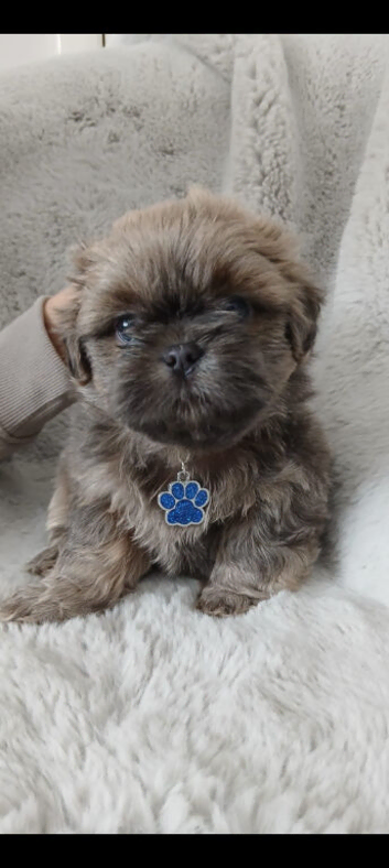 LAST BOY KC BLUE DOBBIE/FAWN IMPERIAL PUPPY