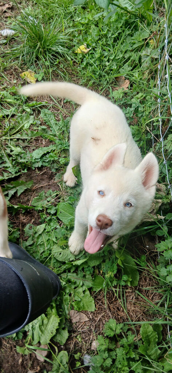Siberain huskys