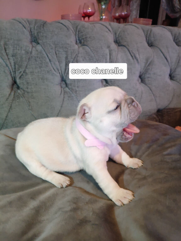 Beautiful French Bulldogs puppies