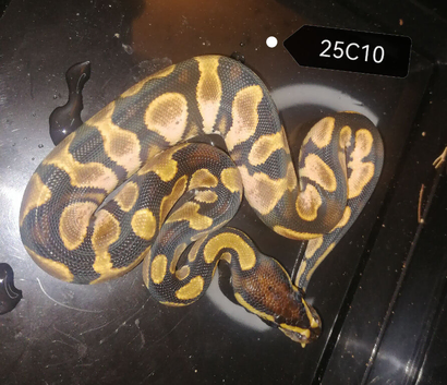 Royal Python babies