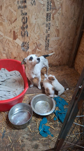 Jack Russell puppies