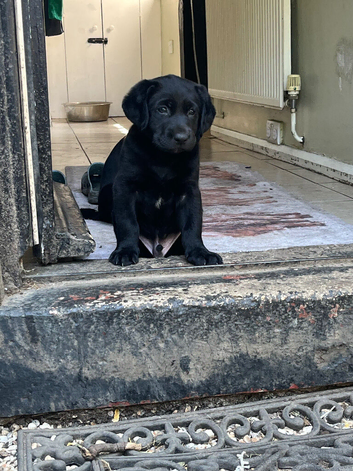 3/4 lab 1/4 weimerana puppies for sale