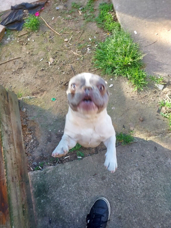 French bulldog