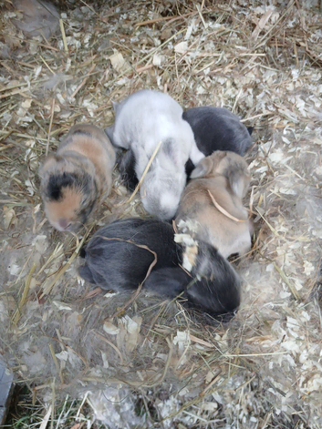 Waiting list open for beautiful mini lops