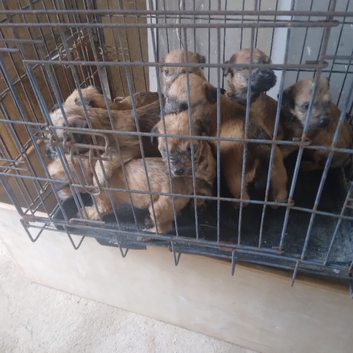 Wheaten pups