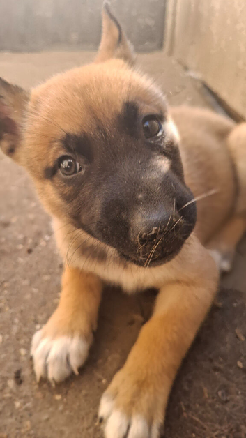 Blue and Grey eyed BEAUTIFUL HUSKY x BELGIAN MALINOIS PUPPIES