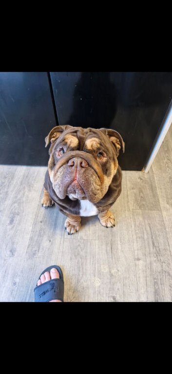 Bulldogs for stud