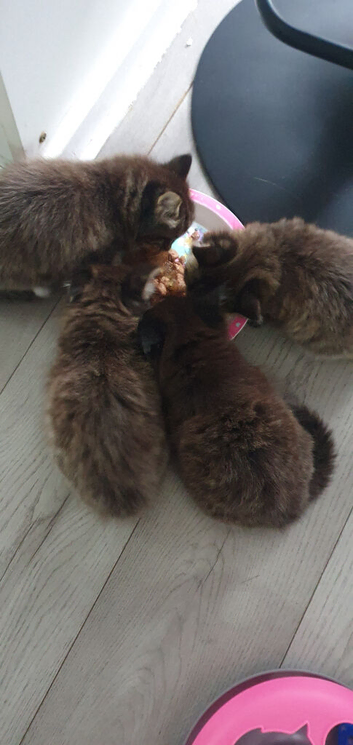 Kittens looking for new homes