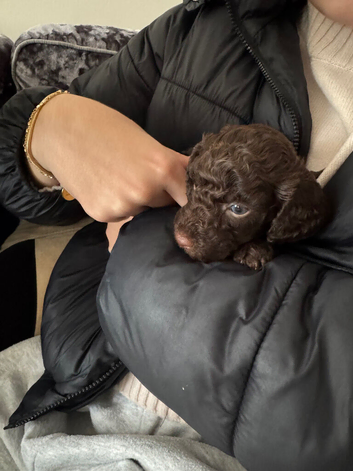 Puppy