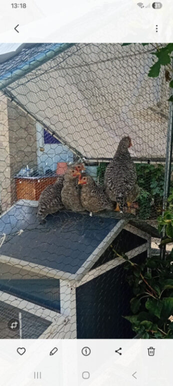 3 legbar cockerills chicks for rehoming