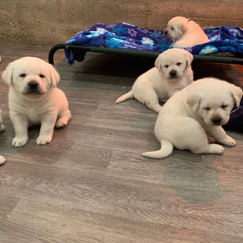 Gorgeous Lab Retriever Pups Home