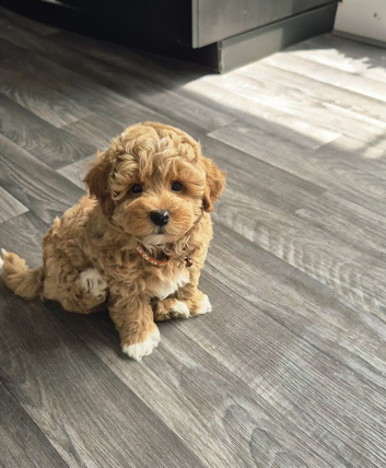 .️ Stunning F1 Maltipoo Puppy – Ready for His Forever Home