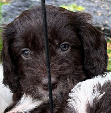 Quality F1 Cockapoo puppies