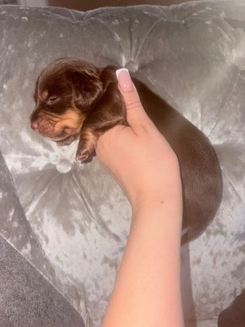 Puppies