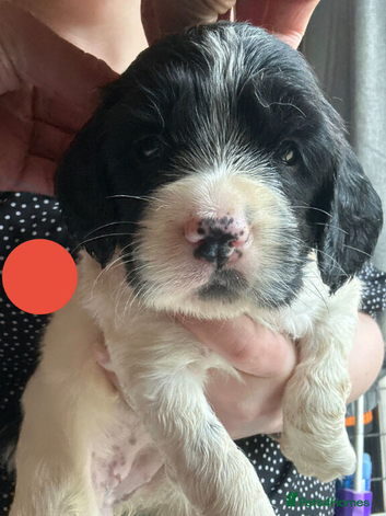 Gorgeous KC Springer Spaniel Puppies