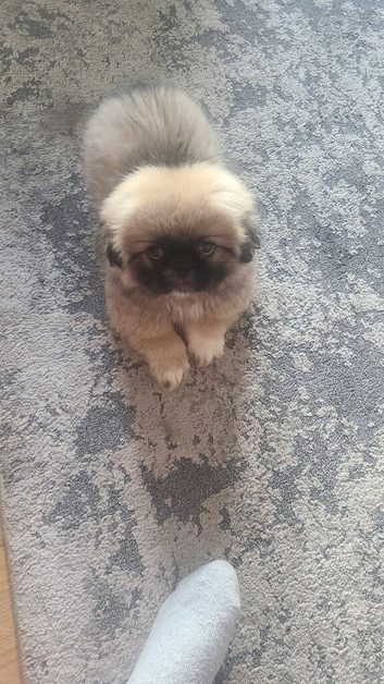 1 Pekingese Puppy