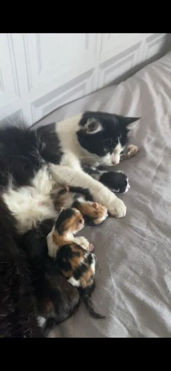 Beautiful kittens ready 9/10