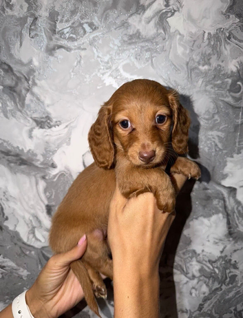 Long haired kc registered miniature dachshunds