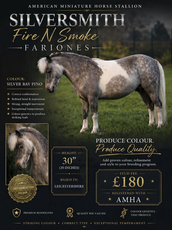 American Miniature Horse For Stud