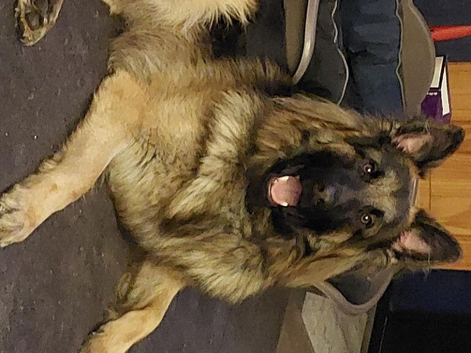 Straight back German shepherd pups