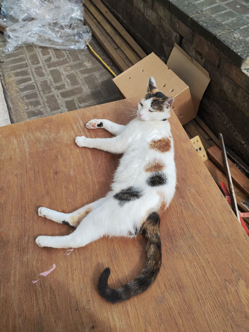 Cat in wembley looking for new home