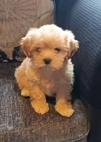Male Shih Tzu