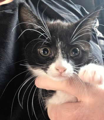 3 Beautiful Tuxedo coloured kittens 2xmale, 2xfemale. Ready for a new home