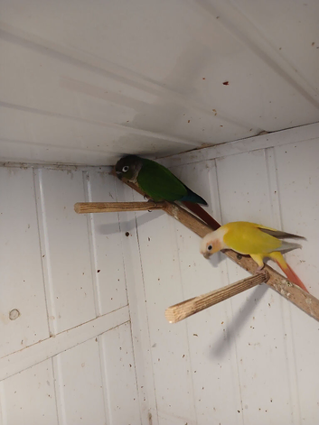 Pair conures fenale..greencheek.nale suncheek