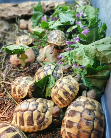 Baby horsefield tortoises for sale
