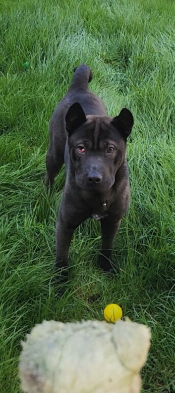 Shar Pei X