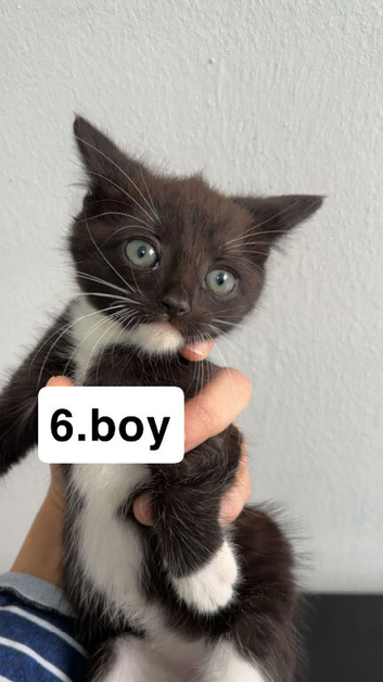 Kittens 3 for good home