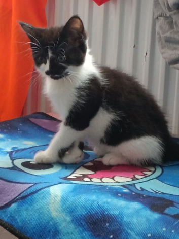 2 kittens ready for their forever homes