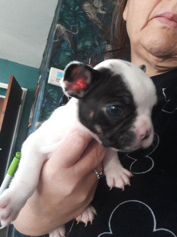 Pups for sale