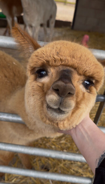 Male Alpaca Cria For Sale