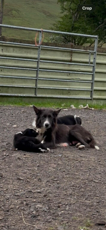 8 week old border collie pups