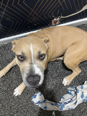 Female cane corso x staffy