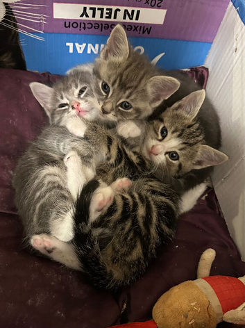 Siamese x Snowshoe x tabby