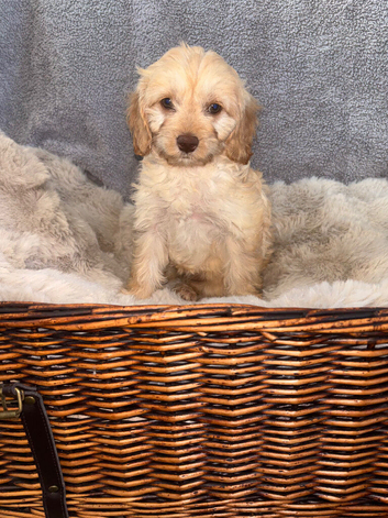 Beautiful F1 Cavapoo Puppies