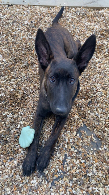 Belgian Shepard x Malinois