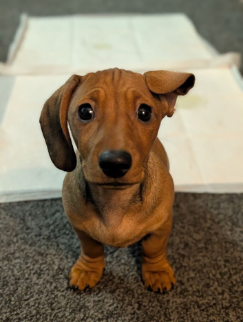 3/4 dachshund 1/4 pug puppies