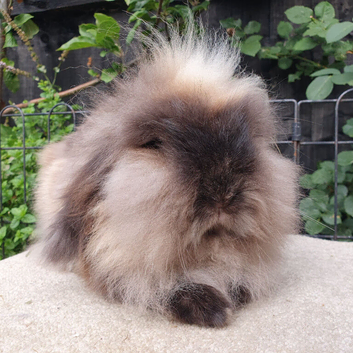 2 year old lionlop doe
