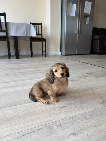 Miniature Longhaired Dachshund